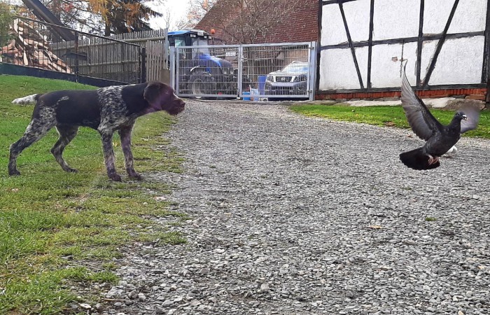 VJP: 74 Punkte;
sichtlaut;
HZP: 156 Punkte