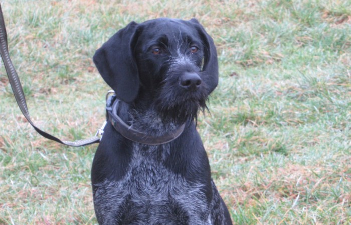 VJP: 67 Punkte;
sichtlaut;
HZP: 156 Punkte