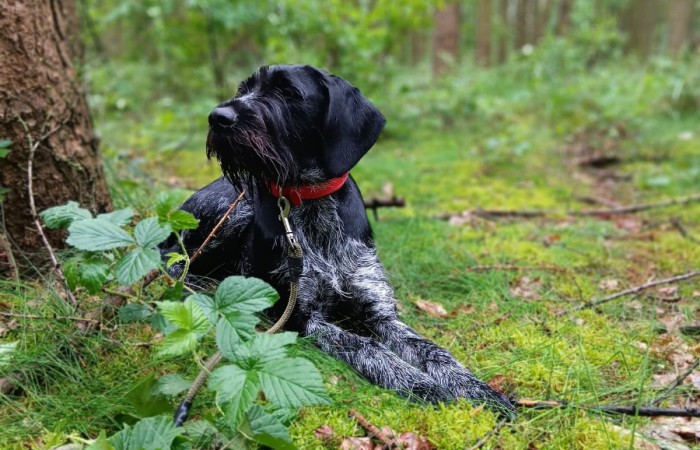 VGP: 71 Punkte; HZP    Punkte; VGP 323 Punkte im I.Preis;
Btr, HD-A