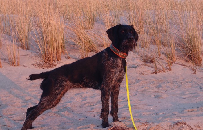 VGP: 77; spl/sil ; Hegewald 201 Hegewaldpunkte (bester Hund vom VDD Thüringen); VGP: 322 im 1. Preis
HD-A