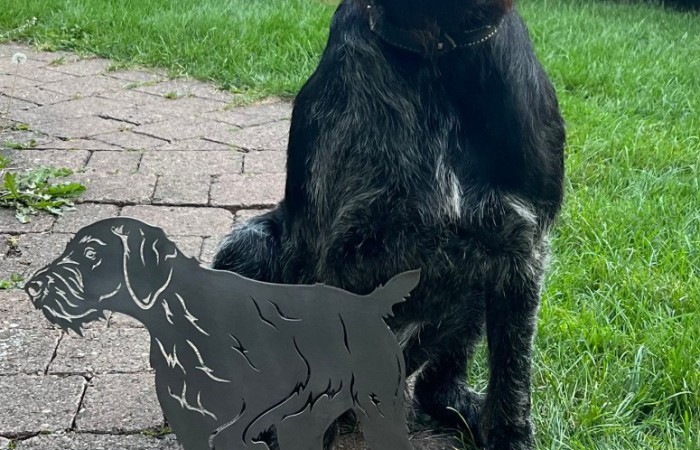 VJP:    Punkte; HZP: 189 Punkte (Suchensieger); 
VGP: 306 Punkte
VSwP 20h; HD-A